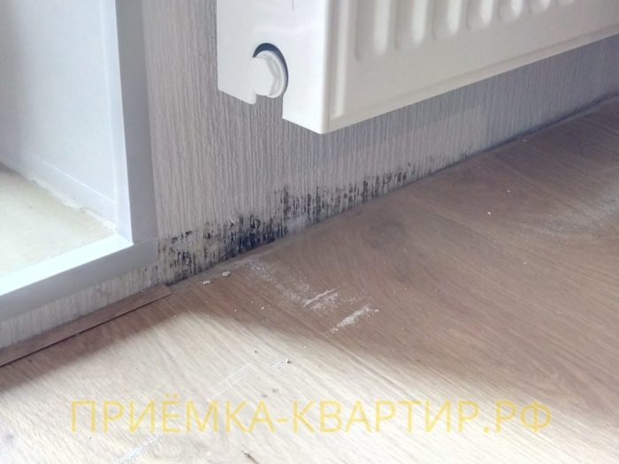 Приёмка квартиры в ЖК Невские Паруса:  При демонтаже ламината обнаружили плесень