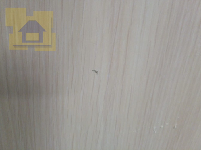 Приёмка квартиры в ЖК Светлановский: Скол на ламинации входной двери